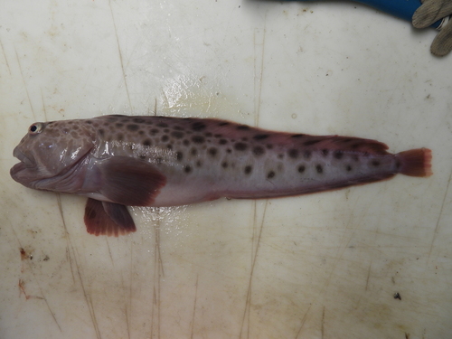 Photo of Spotted wolffish (Anarhichas minor)