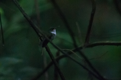 Phlogophilus hemileucurus