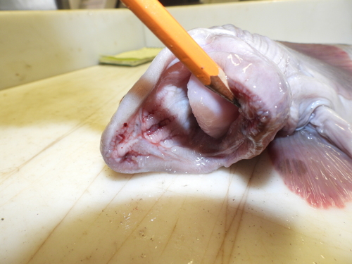 Photo of Spotted wolffish (Anarhichas minor)