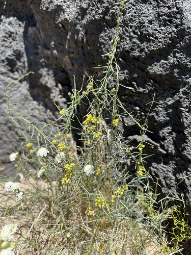 Image of Funastrum utahense by (c) Matt Berger, some rights reserved (CC BY)