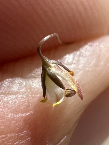 Image of Nemacladus tenuis by (c) Matt Berger, some rights reserved (CC BY)