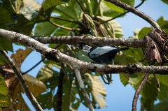Gymnoderus foetidus