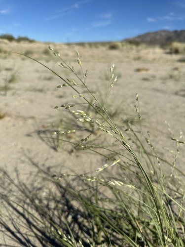 Image of Panicum urvilleanum by (c) Matt Berger, some rights reserved (CC BY)