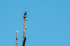 Chelidoptera tenebrosa