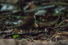 Turdus albicollis