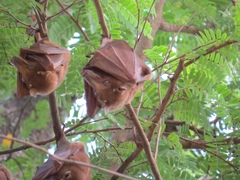 Epomophorus gambianus