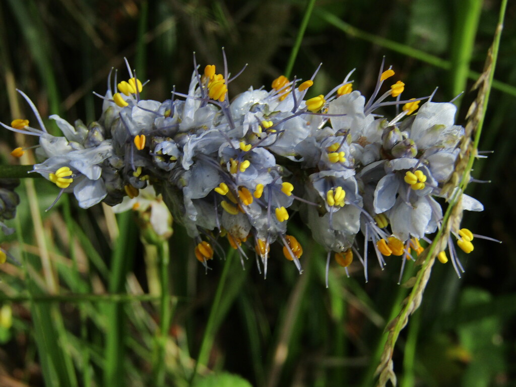 Libertia sessiliflora; photograph (c) Bruno Avilez, some rights reserved (CC BY)