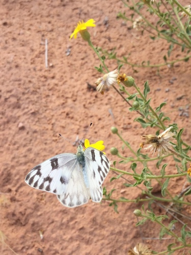 iNaturalist observation photo of Western White