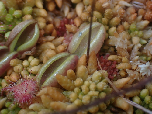 Image of Pinguicula villosa by no rights reserved
