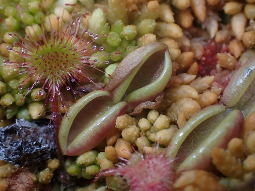 Image of Pinguicula villosa by no rights reserved