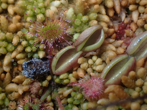 Image of Pinguicula villosa by no rights reserved