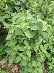 Vernonia colorata