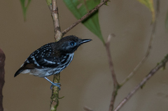 Hylophylax punctulatus