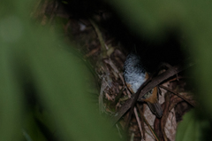 Hypocnemis peruviana