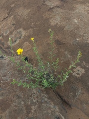 Heterotheca polothrix