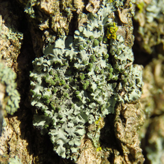 Phaeophyscia hirsuta