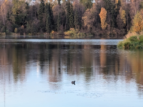 American Coot photographed in Alaska