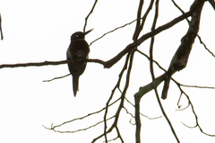 Galbula chalcothorax