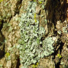 Phaeophyscia hirsuta