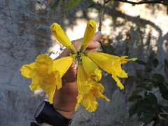 Handroanthus umbellatus, photograph (c) Fabrício Mil Homens Riella, some rights reserved (CC BY)