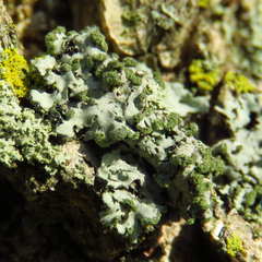 Phaeophyscia hirsuta