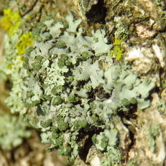 Phaeophyscia hirsuta