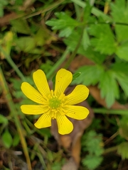 Ranunculus praemorsus