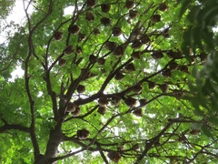 Epomophorus gambianus