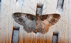 Hydrelia lucata