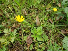 Ranunculus praemorsus