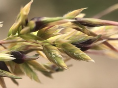 Poa bulbosa