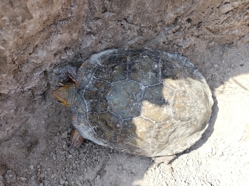 Painted Wood Turtle, Rhinoclemmys pulcherrima