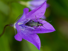 Oedemera virescens