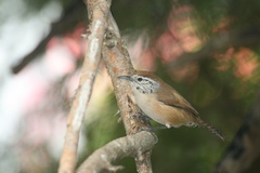 Pheugopedius felix lawrencii