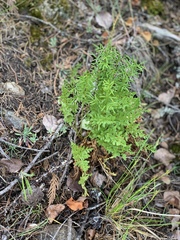 Cryptogramma acrostichoides