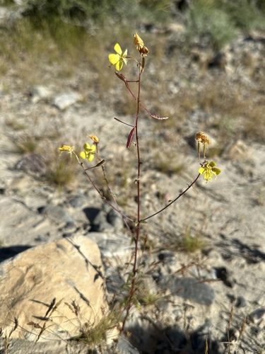 Image of Chylismia munzii by (c) Matt Berger, some rights reserved (CC BY)