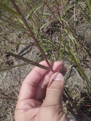 Vernonia blodgettii