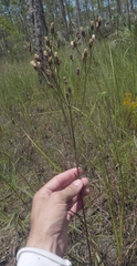 Vernonia blodgettii