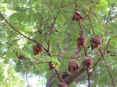 Epomophorus gambianus