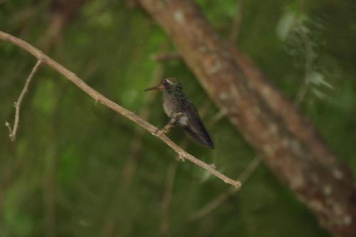 Cynanthus lawrencei