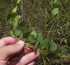 Jacquemontia curtissii