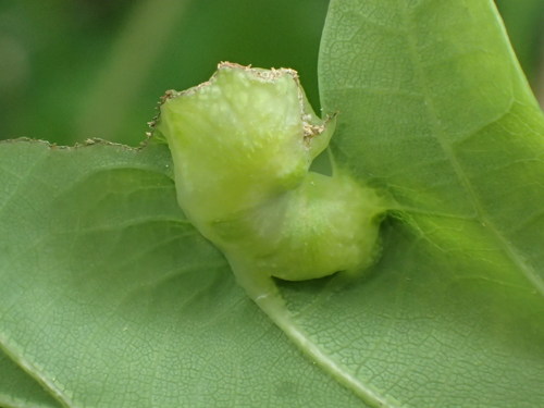 Oak Curved-leaf Gall Wasp