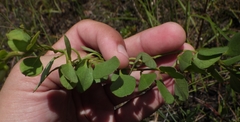 Jacquemontia curtissii