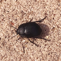 Eusattus reticulatus