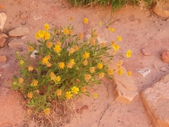 Gaillardia spathulata