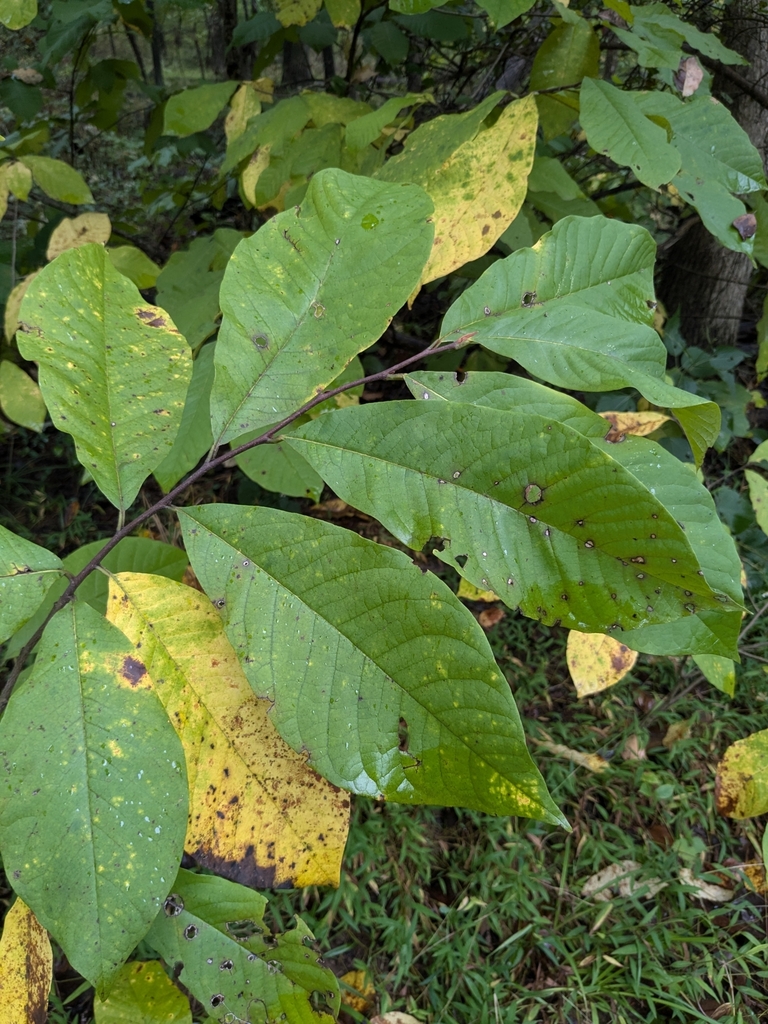 common pawpaw from Ashburn, VA 20147, USA on October 1, 2024 at 12:58 ...