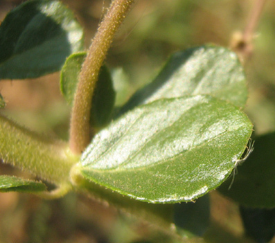 Cleome gynandra image