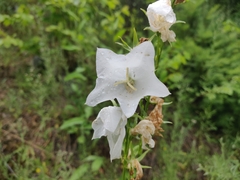 Campanula persicifolia