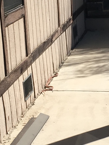 iNaturalist observation photo of Red Coachwhip