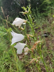 Campanula persicifolia